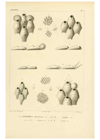 Reproducción/Reproduction 6302707003: Voyage dans l'Amérique Méridionale. v.9. Paris :Pitois-Levrault,1835-47
