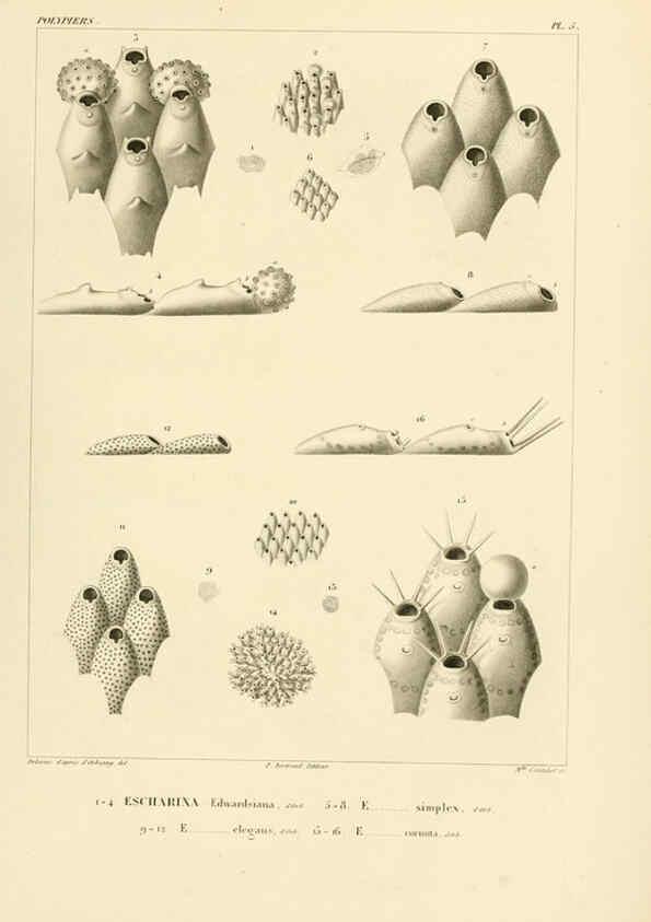 Reproducción/Reproduction 6302707003: Voyage dans l'Amérique Méridionale. v.9. Paris :Pitois-Levrault,1835-47