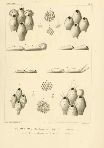 Reproducción/Reproduction 6302707003: Voyage dans l'Amérique Méridionale. v.9. Paris :Pitois-Levrault,1835-47