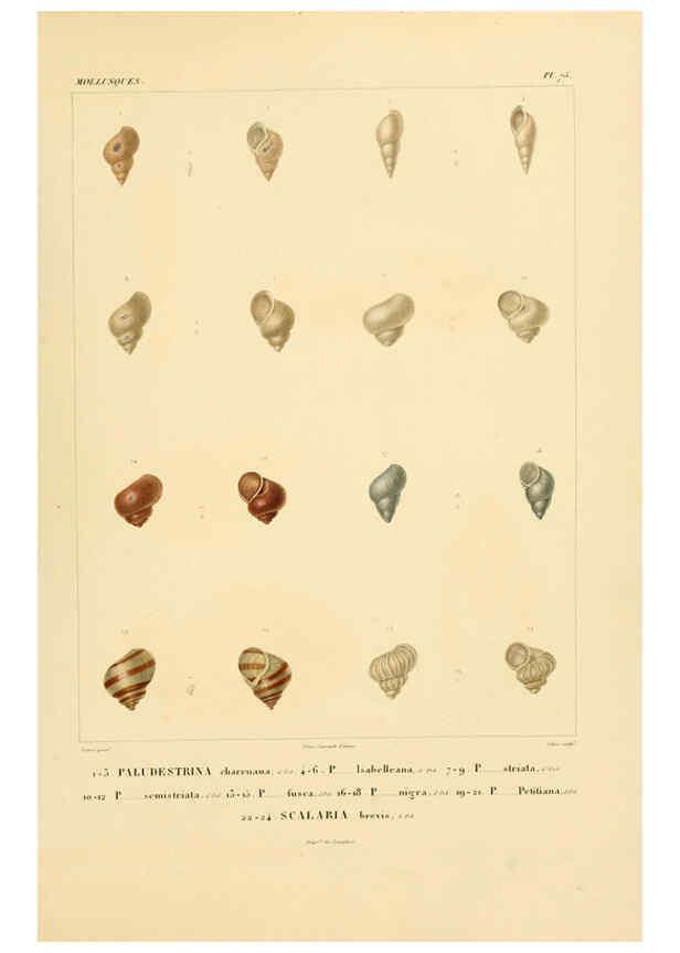Reproducción/Reproduction 6302703311: Voyage dans l'Amérique Méridionale. v.9. Paris :Pitois-Levrault,1835-47