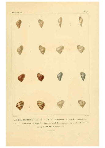 Reproducción/Reproduction 6302703311: Voyage dans l'Amérique Méridionale. v.9. Paris :Pitois-Levrault,1835-47