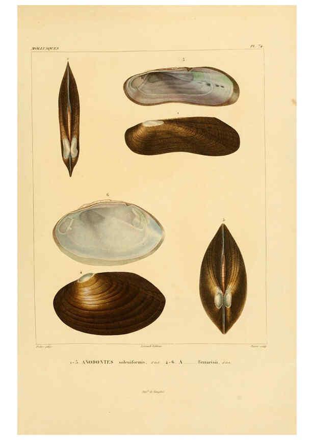 Reproducción/Reproduction 6302703089: Voyage dans l'Amérique Méridionale. v.9. Paris :Pitois-Levrault,1835-47
