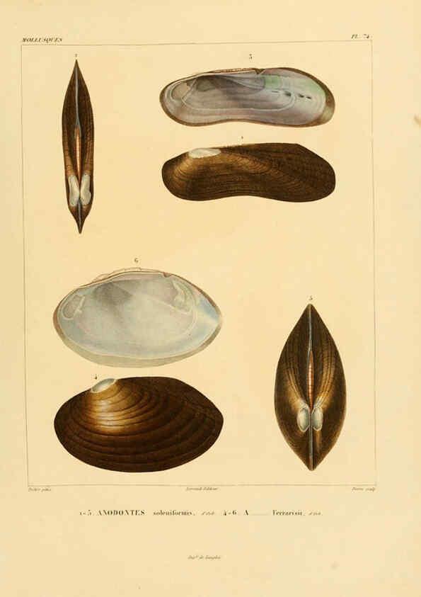 Reproducción/Reproduction 6302703089: Voyage dans l'Amérique Méridionale. v.9. Paris :Pitois-Levrault,1835-47