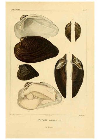 Reproducción/Reproduction 6302702859: Voyage dans l'Amérique Méridionale. v.9. Paris :Pitois-Levrault,1835-47