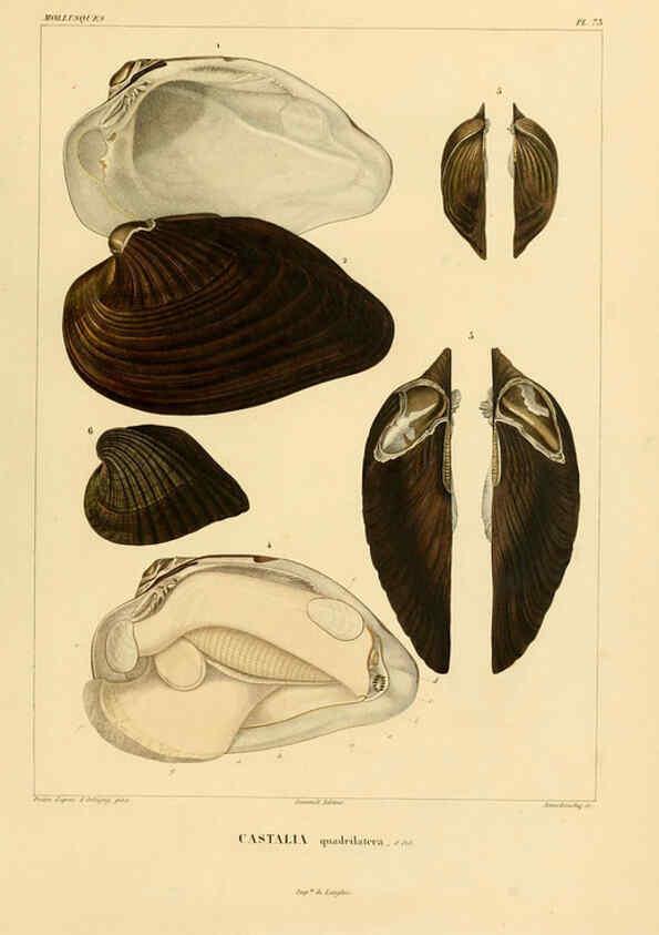 Reproducción/Reproduction 6302702859: Voyage dans l'Amérique Méridionale. v.9. Paris :Pitois-Levrault,1835-47