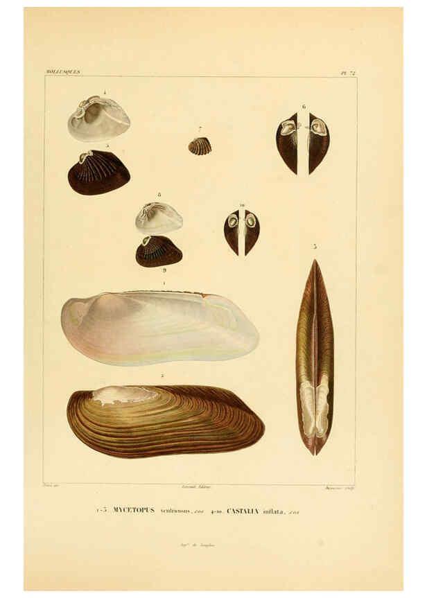 Reproducción/Reproduction 6303227896: Voyage dans l'Amérique Méridionale. v.9. Paris :Pitois-Levrault,1835-47
