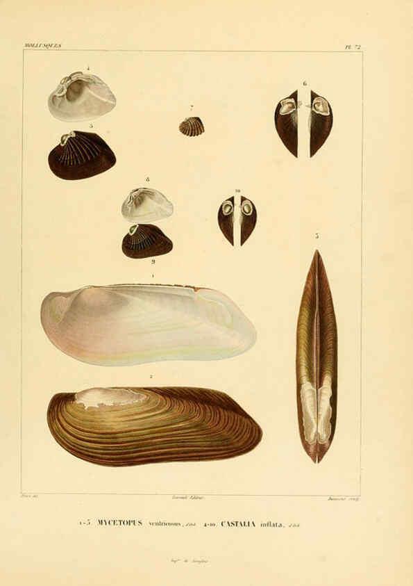Reproducción/Reproduction 6303227896: Voyage dans l'Amérique Méridionale. v.9. Paris :Pitois-Levrault,1835-47