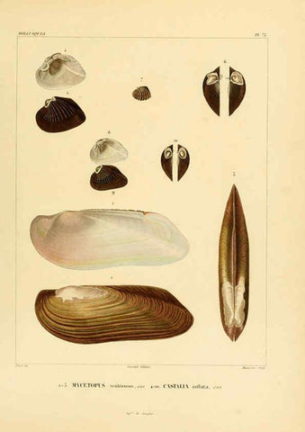 Reproducción/Reproduction 6303227896: Voyage dans l'Amérique Méridionale. v.9. Paris :Pitois-Levrault,1835-47