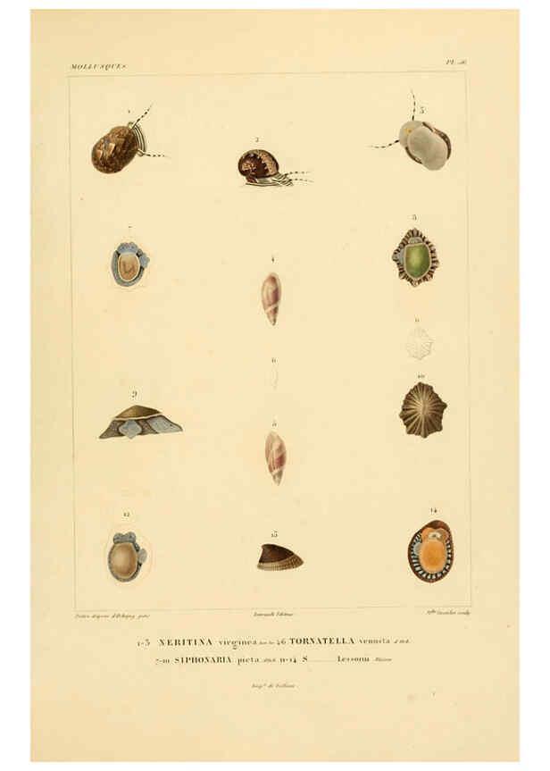 Reproducción/Reproduction 6302697235: Voyage dans l'Amérique Méridionale. v.9. Paris :Pitois-Levrault,1835-47