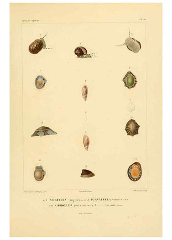 Reproducción/Reproduction 6302697235: Voyage dans l'Amérique Méridionale. v.9. Paris :Pitois-Levrault,1835-47