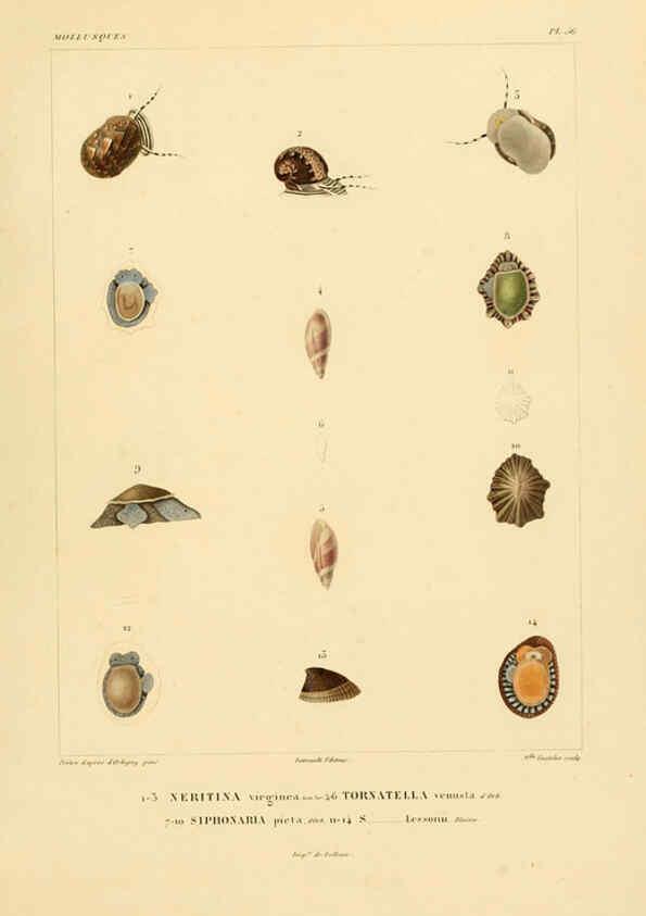 Reproducción/Reproduction 6302697235: Voyage dans l'Amérique Méridionale. v.9. Paris :Pitois-Levrault,1835-47