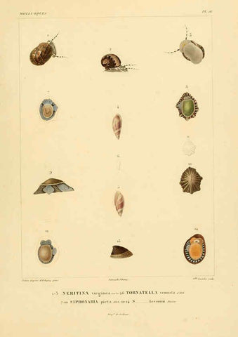Reproducción/Reproduction 6302697235: Voyage dans l'Amérique Méridionale. v.9. Paris :Pitois-Levrault,1835-47