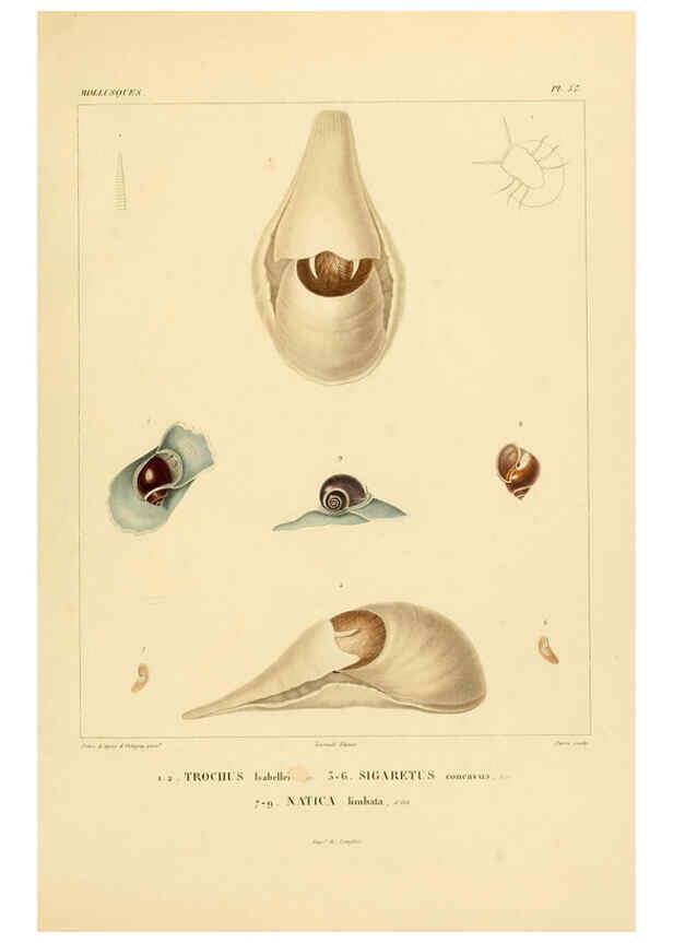 Reproducción/Reproduction 6302697445: Voyage dans l'Amérique Méridionale. v.9. Paris :Pitois-Levrault,1835-47