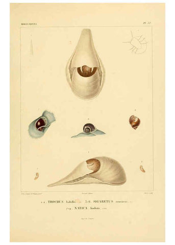 Reproducción/Reproduction 6302697445: Voyage dans l'Amérique Méridionale. v.9. Paris :Pitois-Levrault,1835-47