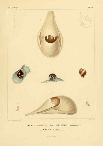 Reproducción/Reproduction 6302697445: Voyage dans l'Amérique Méridionale. v.9. Paris :Pitois-Levrault,1835-47