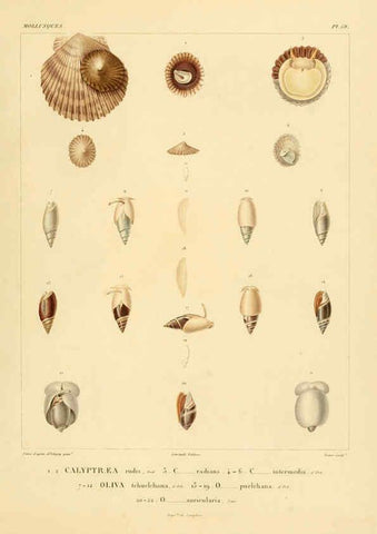Reproducción/Reproduction 6303223638: Voyage dans l'Amérique Méridionale. v.9. Paris :Pitois-Levrault,1835-47