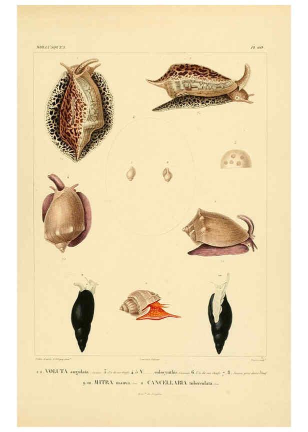 Reproducción/Reproduction 6302699401: Voyage dans l'Amérique Méridionale. v.9. Paris :Pitois-Levrault,1835-47