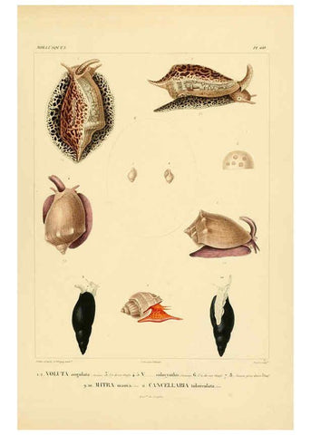 Reproducción/Reproduction 6302699401: Voyage dans l'Amérique Méridionale. v.9. Paris :Pitois-Levrault,1835-47