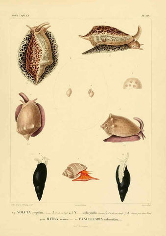 Reproducción/Reproduction 6302699401: Voyage dans l'Amérique Méridionale. v.9. Paris :Pitois-Levrault,1835-47