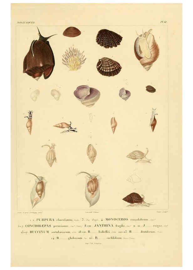 Reproducción/Reproduction 6303224944: Voyage dans l'Amérique Méridionale. v.9. Paris :Pitois-Levrault,1835-47