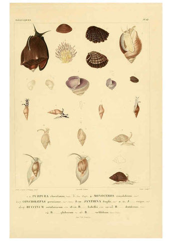 Reproducción/Reproduction 6303224944: Voyage dans l'Amérique Méridionale. v.9. Paris :Pitois-Levrault,1835-47