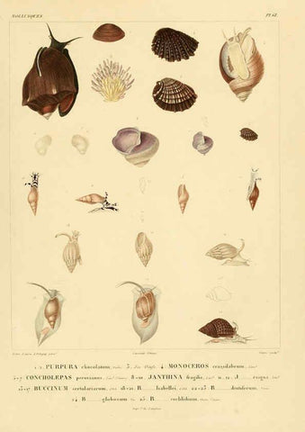 Reproducción/Reproduction 6303224944: Voyage dans l'Amérique Méridionale. v.9. Paris :Pitois-Levrault,1835-47