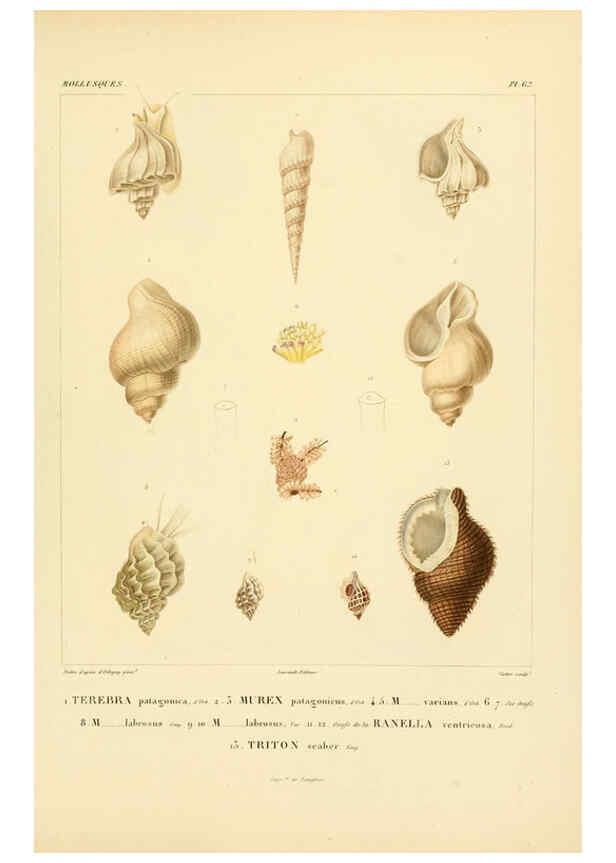 Reproducción/Reproduction 6303225240: Voyage dans l'Amérique Méridionale. v.9. Paris :Pitois-Levrault,1835-47