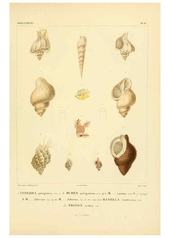 Reproducción/Reproduction 6303225240: Voyage dans l'Amérique Méridionale. v.9. Paris :Pitois-Levrault,1835-47