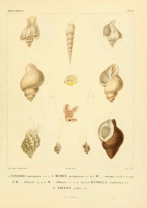 Reproducción/Reproduction 6303225240: Voyage dans l'Amérique Méridionale. v.9. Paris :Pitois-Levrault,1835-47