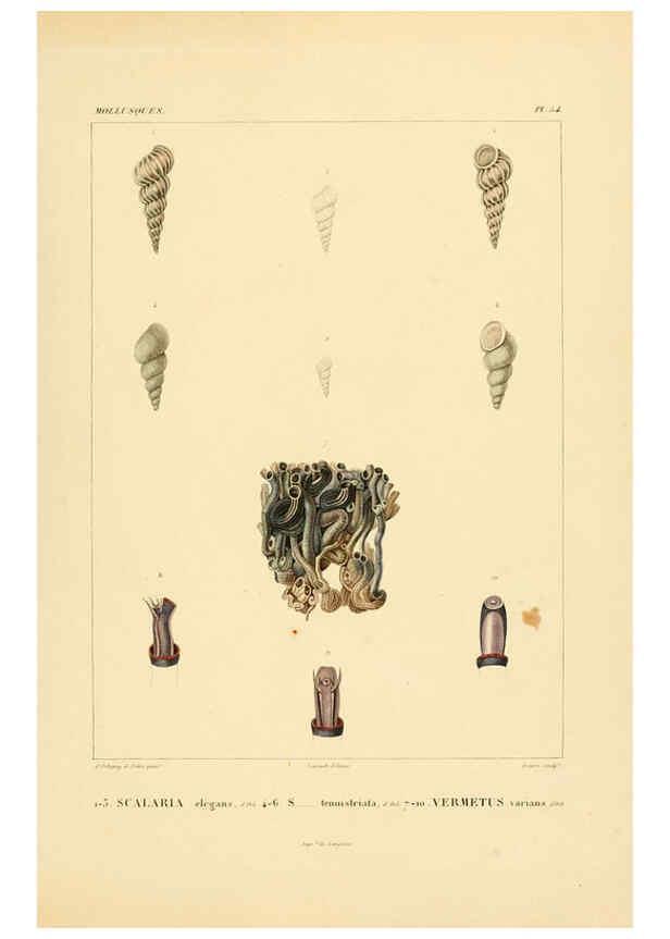 Reproducción/Reproduction 6302696683: Voyage dans l'Amérique Méridionale. v.9. Paris :Pitois-Levrault,1835-47