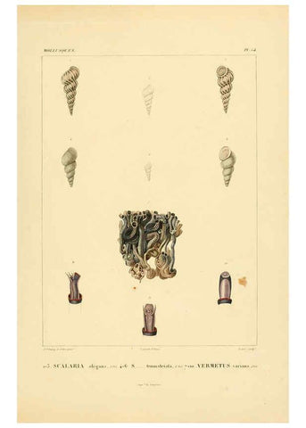 Reproducción/Reproduction 6302696683: Voyage dans l'Amérique Méridionale. v.9. Paris :Pitois-Levrault,1835-47