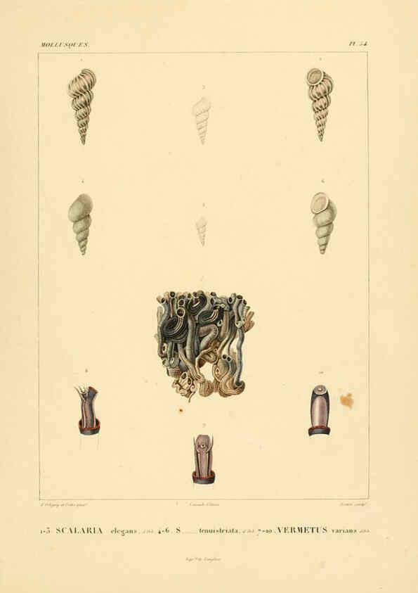 Reproducción/Reproduction 6302696683: Voyage dans l'Amérique Méridionale. v.9. Paris :Pitois-Levrault,1835-47