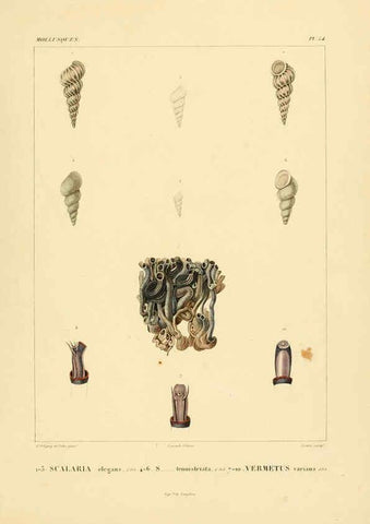 Reproducción/Reproduction 6302696683: Voyage dans l'Amérique Méridionale. v.9. Paris :Pitois-Levrault,1835-47
