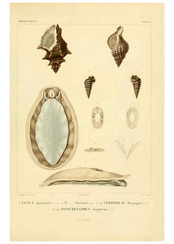 Reproducción/Reproduction 6302700163: Voyage dans l'Amérique Méridionale. v.9. Paris :Pitois-Levrault,1835-47