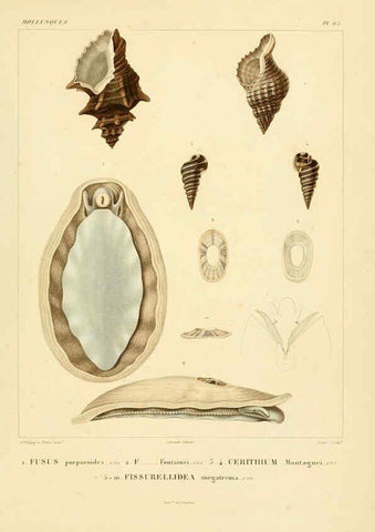 Reproducción/Reproduction 6302700163: Voyage dans l'Amérique Méridionale. v.9. Paris :Pitois-Levrault,1835-47