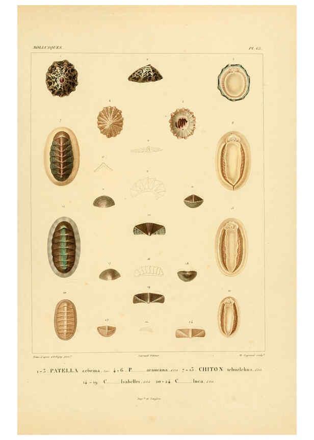Reproducción/Reproduction 6303225890: Voyage dans l'Amérique Méridionale. v.9. Paris :Pitois-Levrault,1835-47