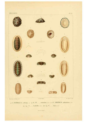 Reproducción/Reproduction 6303225890: Voyage dans l'Amérique Méridionale. v.9. Paris :Pitois-Levrault,1835-47