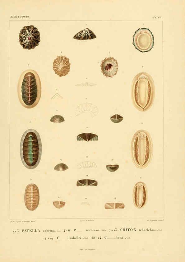 Reproducción/Reproduction 6303225890: Voyage dans l'Amérique Méridionale. v.9. Paris :Pitois-Levrault,1835-47