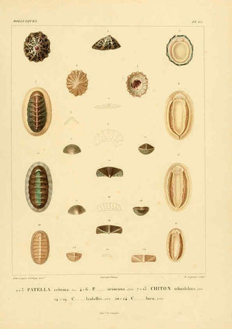 Reproducción/Reproduction 6303225890: Voyage dans l'Amérique Méridionale. v.9. Paris :Pitois-Levrault,1835-47