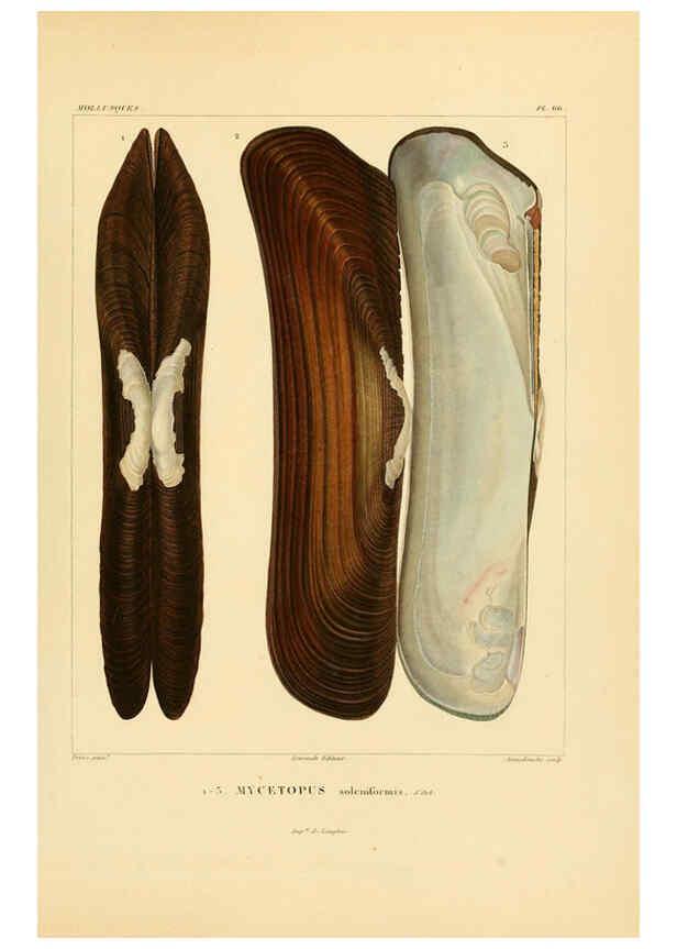 Reproducción/Reproduction 6302700857: Voyage dans l'Amérique Méridionale. v.9. Paris :Pitois-Levrault,1835-47