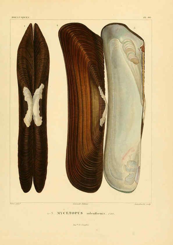 Reproducción/Reproduction 6302700857: Voyage dans l'Amérique Méridionale. v.9. Paris :Pitois-Levrault,1835-47