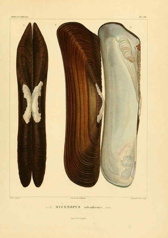 Reproducción/Reproduction 6302700857: Voyage dans l'Amérique Méridionale. v.9. Paris :Pitois-Levrault,1835-47