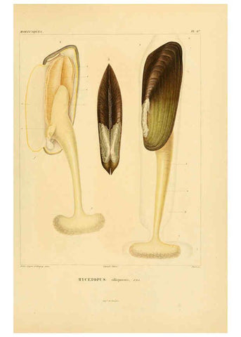 Reproducción/Reproduction 6303226464: Voyage dans l'Amérique Méridionale. v.9. Paris :Pitois-Levrault,1835-47