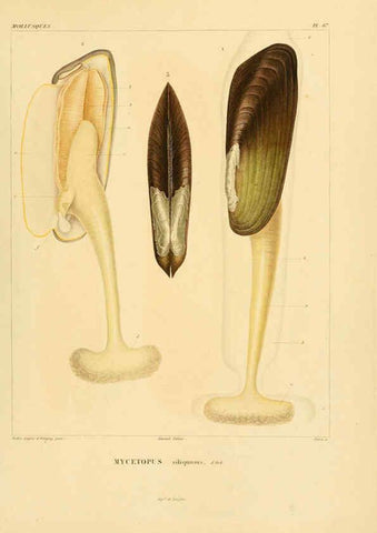 Reproducción/Reproduction 6303226464: Voyage dans l'Amérique Méridionale. v.9. Paris :Pitois-Levrault,1835-47