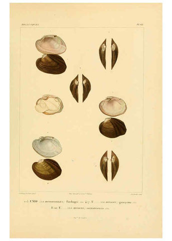Reproducción/Reproduction 6303226708: Voyage dans l'Amérique Méridionale. v.9. Paris :Pitois-Levrault,1835-47