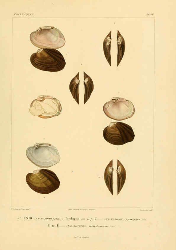 Reproducción/Reproduction 6303226708: Voyage dans l'Amérique Méridionale. v.9. Paris :Pitois-Levrault,1835-47