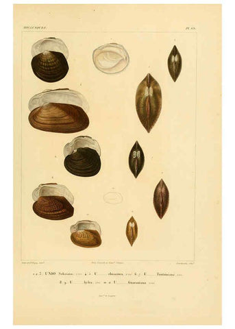 Reproducción/Reproduction 6303226980: Voyage dans l'Amérique Méridionale. v.9. Paris :Pitois-Levrault,1835-47