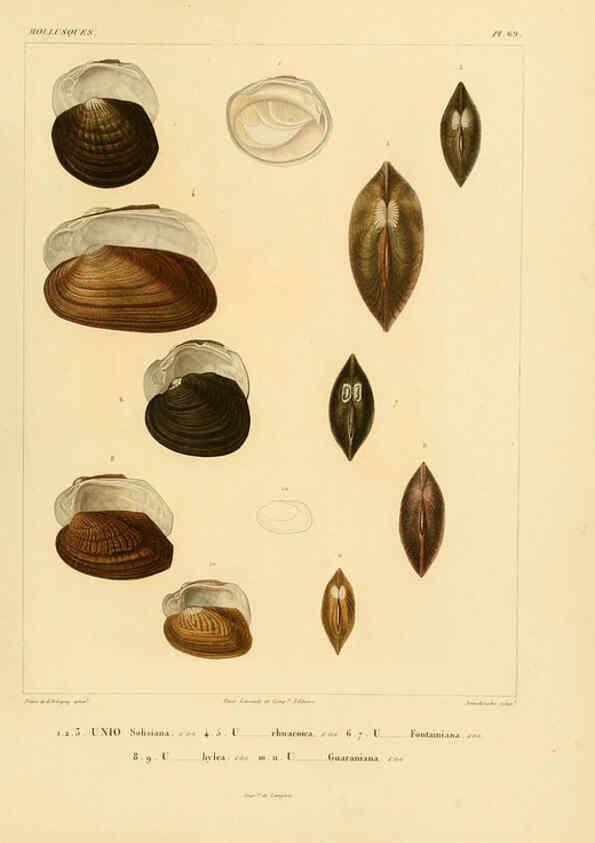 Reproducción/Reproduction 6303226980: Voyage dans l'Amérique Méridionale. v.9. Paris :Pitois-Levrault,1835-47