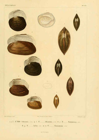 Reproducción/Reproduction 6303226980: Voyage dans l'Amérique Méridionale. v.9. Paris :Pitois-Levrault,1835-47