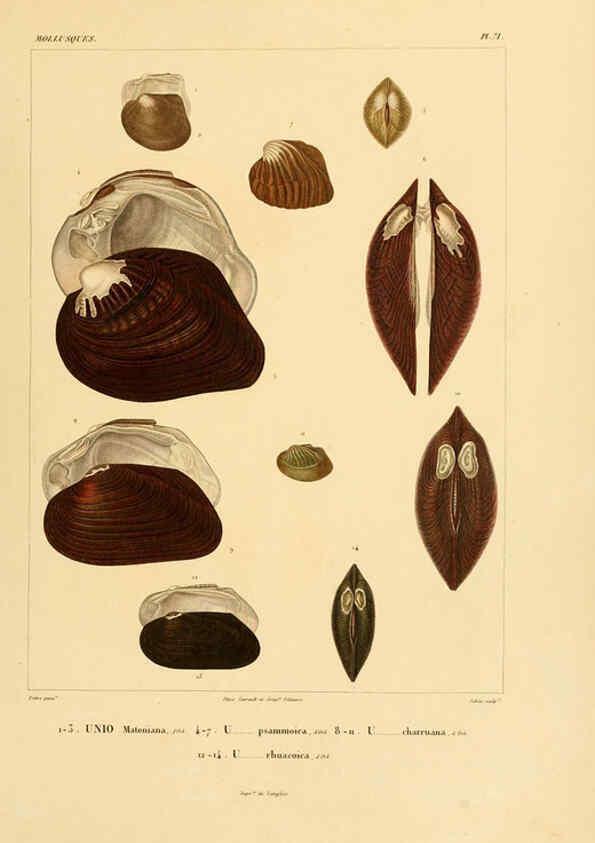 Reproducción/Reproduction 6303227642: Voyage dans l'Amérique Méridionale. v.9. Paris :Pitois-Levrault,1835-47